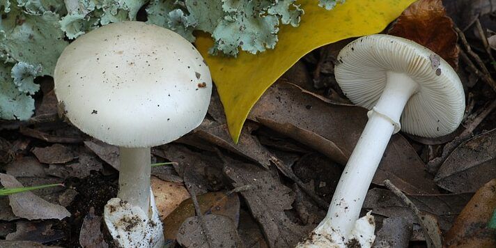 Consumano funghi e finiscono gravemente intossicati, disavventura per una coppia originaria di Corigliano-Rossano