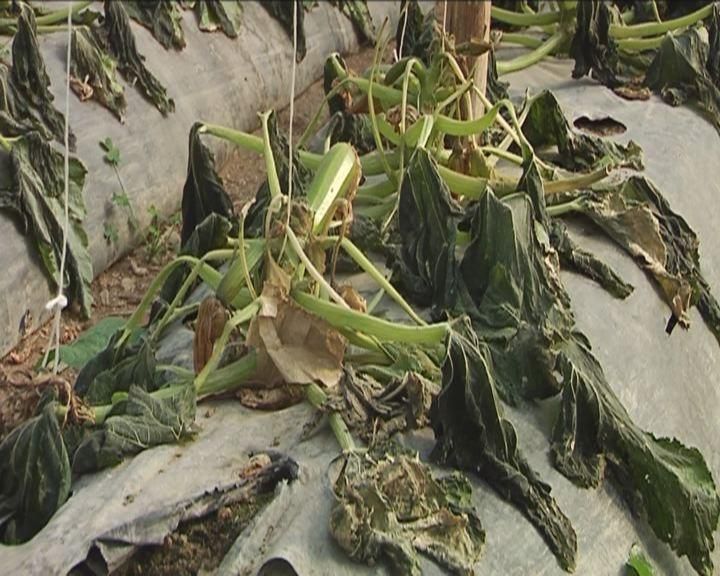 La Regione aiuti gli agricoltori messi in ginocchio dal gelo