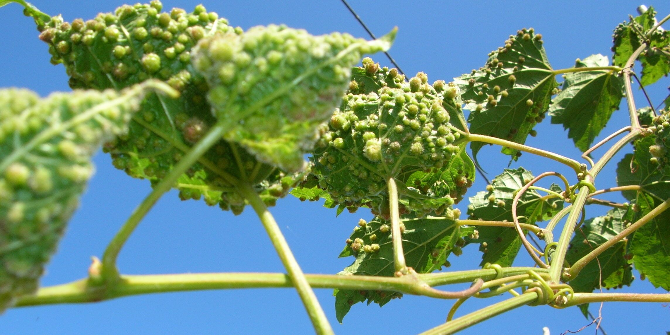 Allarme peronospera nell’area del Pollino, il sindaco di Frascineto: «A rischio la campagna vitivinicola»
