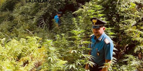 piantagione-canapa-tiriolo