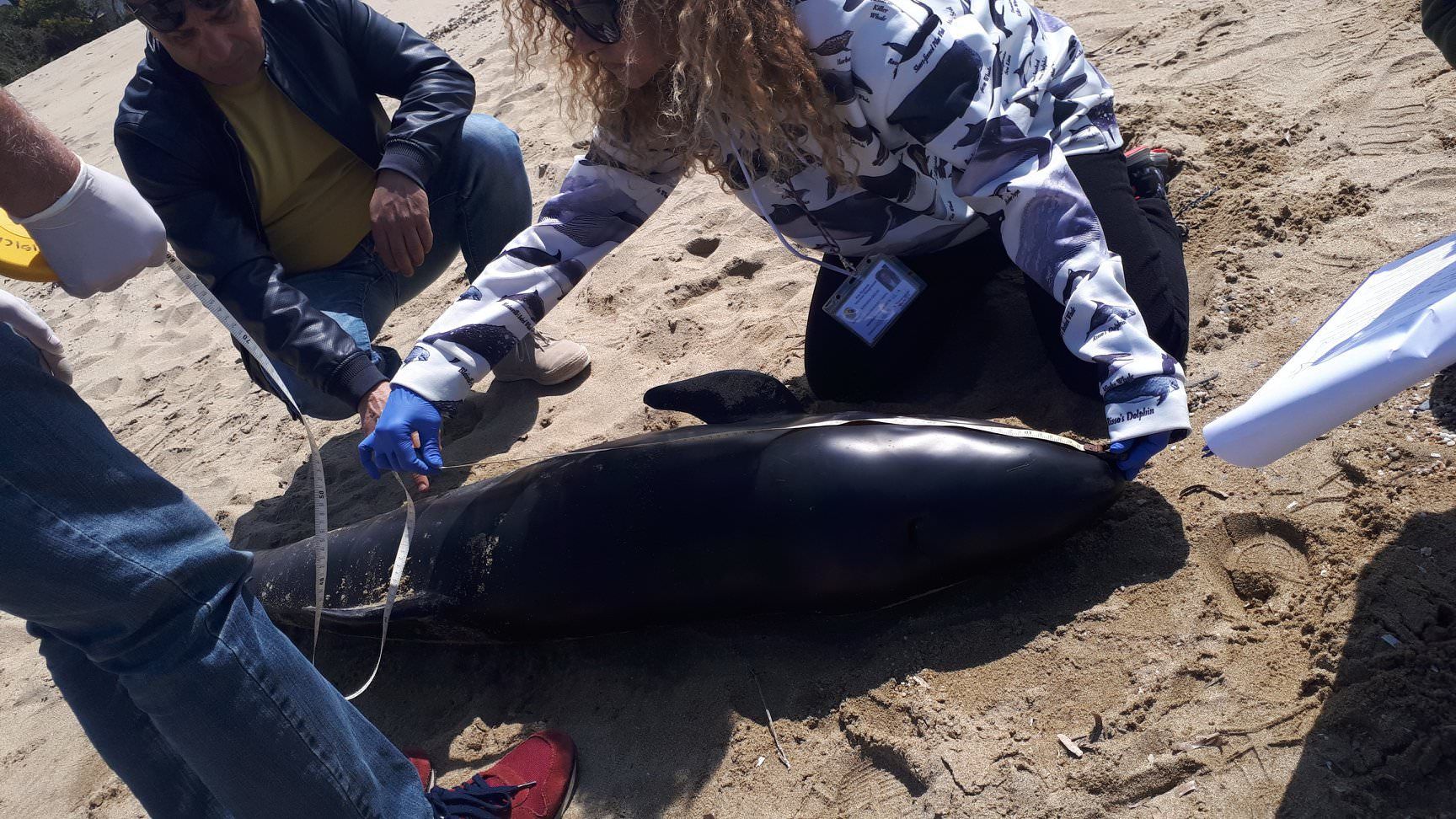 Raro esemplare di delfino spiaggiato a Belvedere