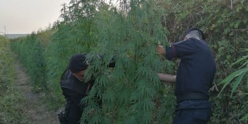 piantagione-crotone-marijuana