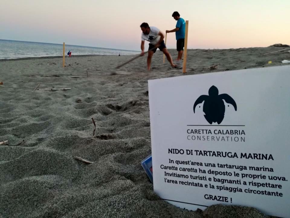 Primo nido Caretta Caretta in Calabria, Oliverio: «Bella notizia»