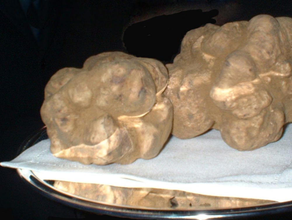 Il tartufo bianco di Calabria nuovo re della tavola
