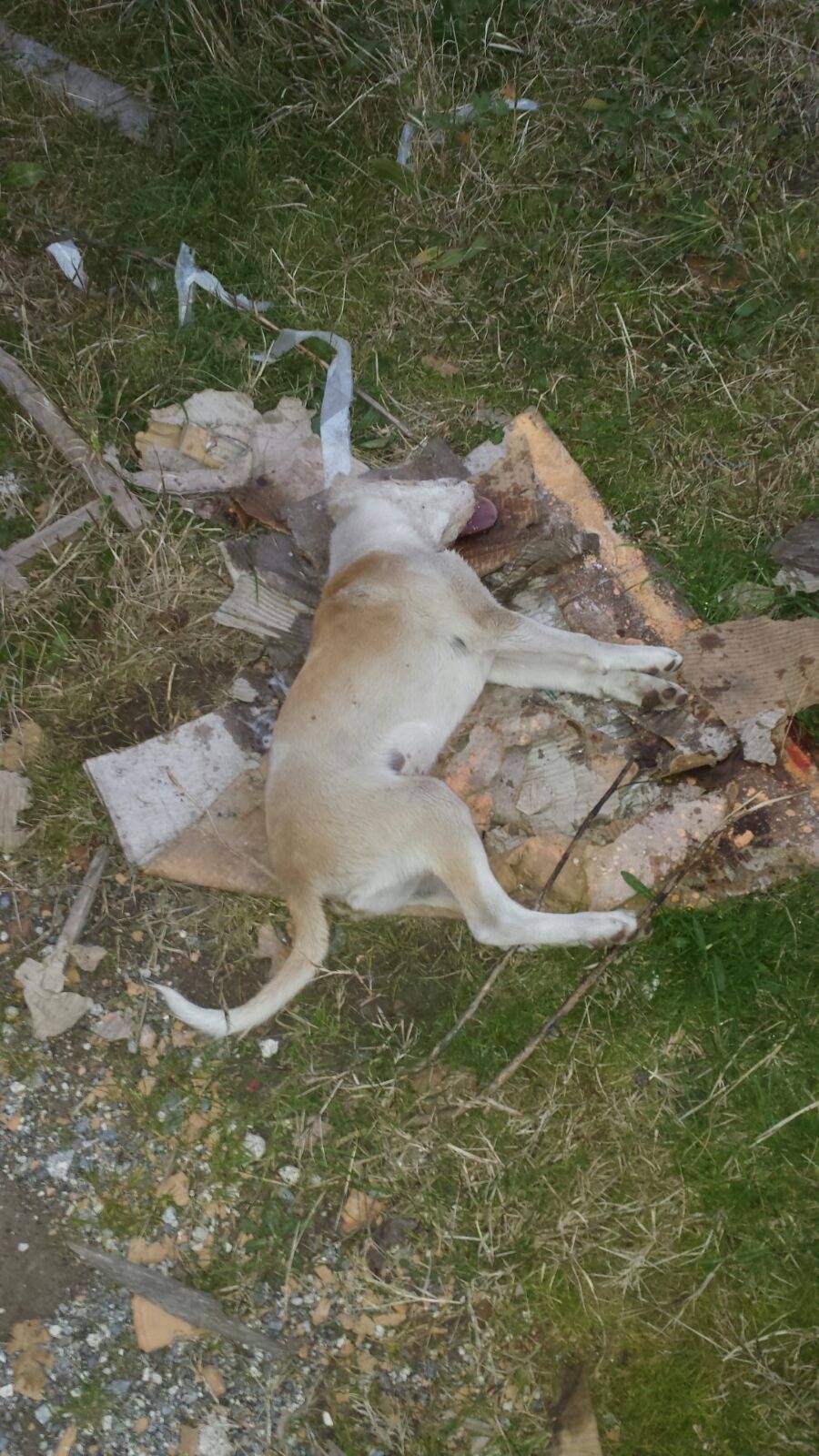 Strage di cani a Verbicaro