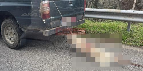 cane trascinato longobucco