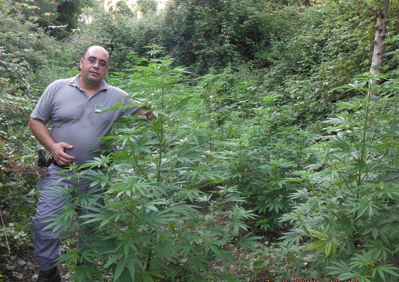 Cetraro, sequestrata piantagione di canapa