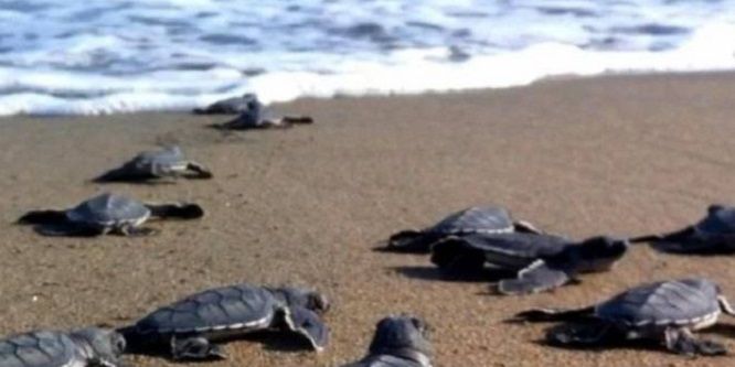 Schiusa di uova di tartaruga sulla spiaggia di Paola, non era mai accaduto prima