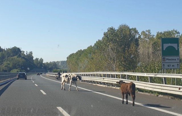 Le mucche invadono l’autostrada tra Vibonese e Reggino