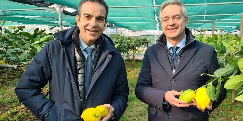 Occhiuto e Gallo: «Il cedro Dop è un’ottima notizia per la Calabria»