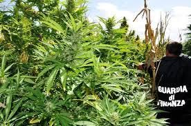 Scoperta e sequestrata a Bianco mezza tonnellata di marijuana