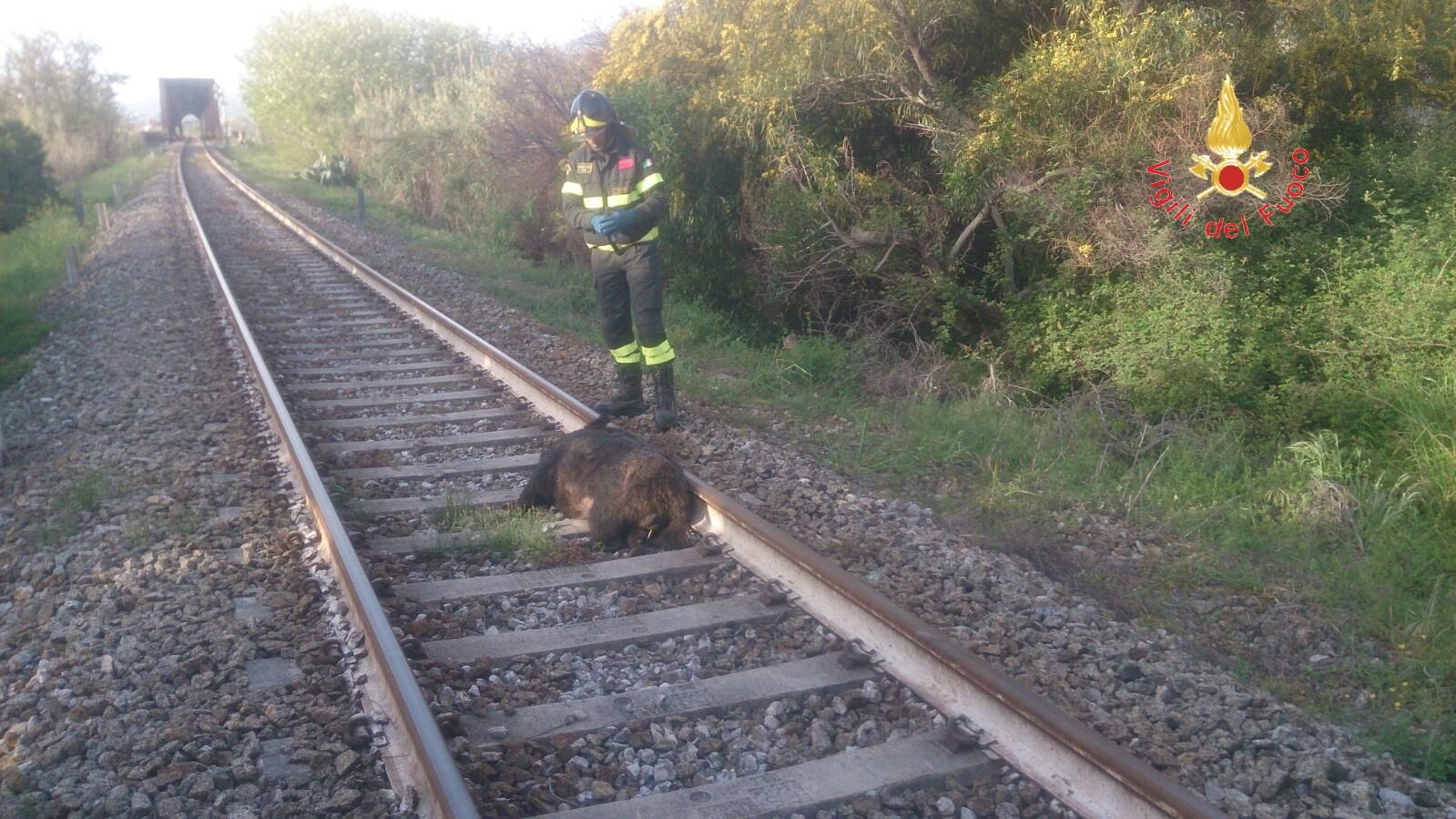 Cinghiale investito da un treno, linea jonica bloccata per un'ora