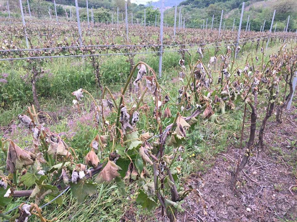 Agricoltura piegata dal gelo, la Cia: «Regione sblocchi agevolazioni»