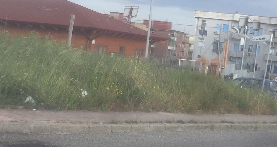 Ambiente, il Comune di Catanzaro taglia i primi “rami secchi”