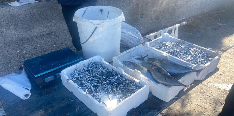 Amantea, la Guardia Costiera sequestra 100 kg di prodotti ittici