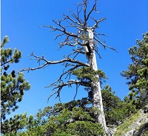 Pollino, il Pino di 1200 anni diventa opera d'arte