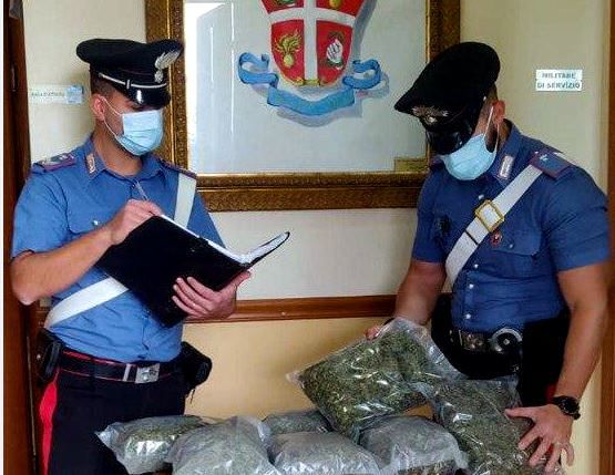 Scovata a Rosarno una piantagione di marijuana, due arresti