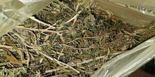 piante marijuana crotone