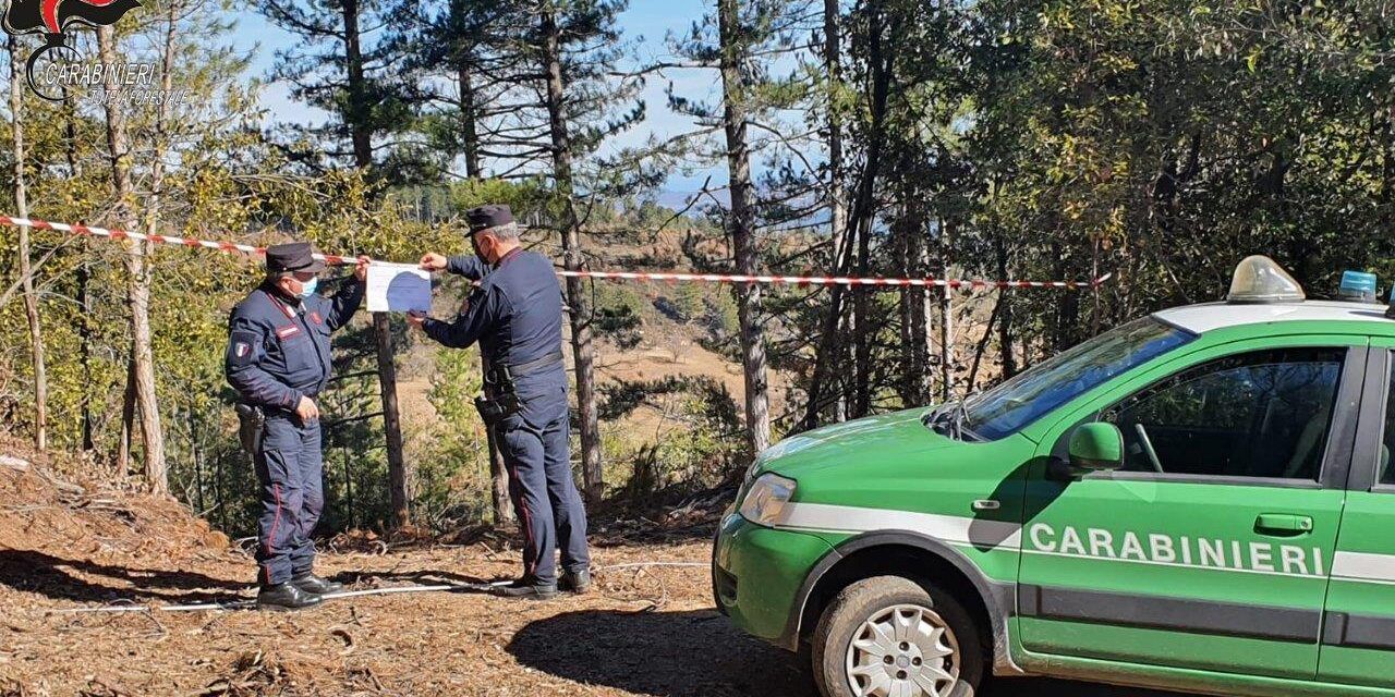 San Giovanni in Fiore, taglio non autorizzato di piante: sequestrati 15 ettari di bosco