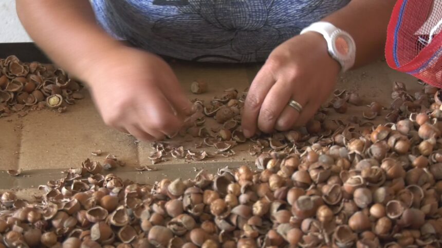 Un momento della lavorazione delle nocciole