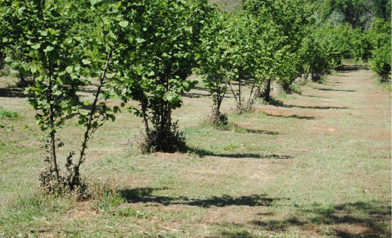 Un noccioleto a Torre di Ruggiero