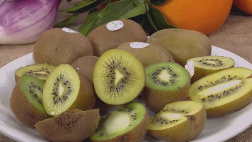 Il kiwi come "frutto identitario" della Calabria. «Così arriviamo in Nuova Zelanda»