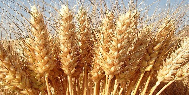Grano duro, con le quotazioni basse produzione italiana a rischio