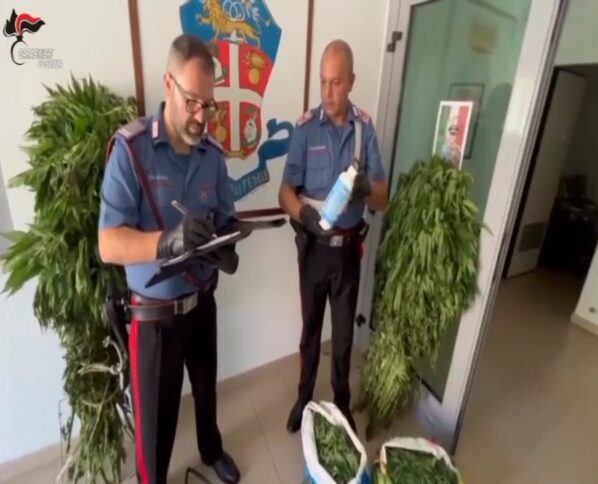 Maxi piantagione di marijuana sequestrata nel Cosentino - VIDEO