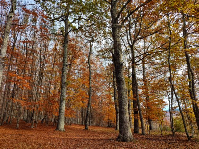 G4314. Reventino. Foresta di Condrò. Ph F. Bevilacqua