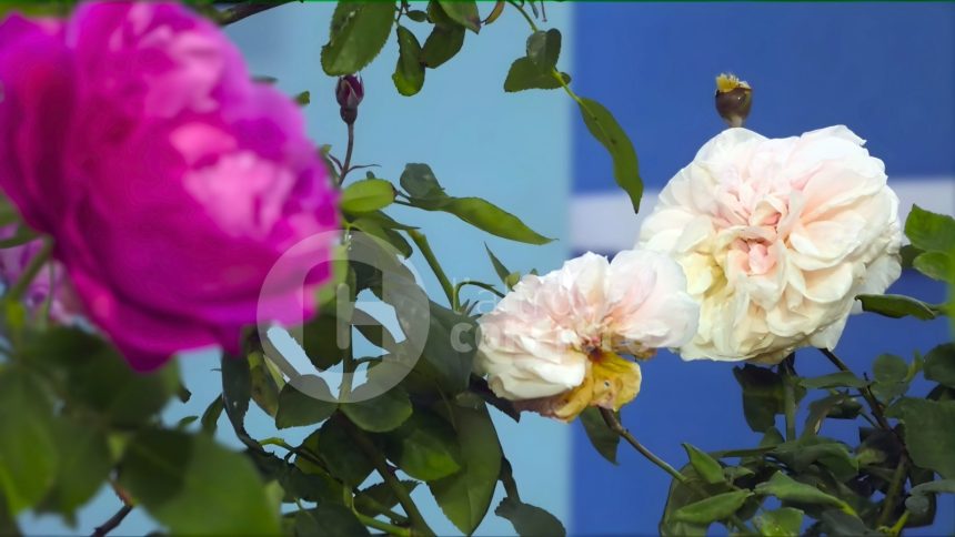 le rose di Marianna Adilardi